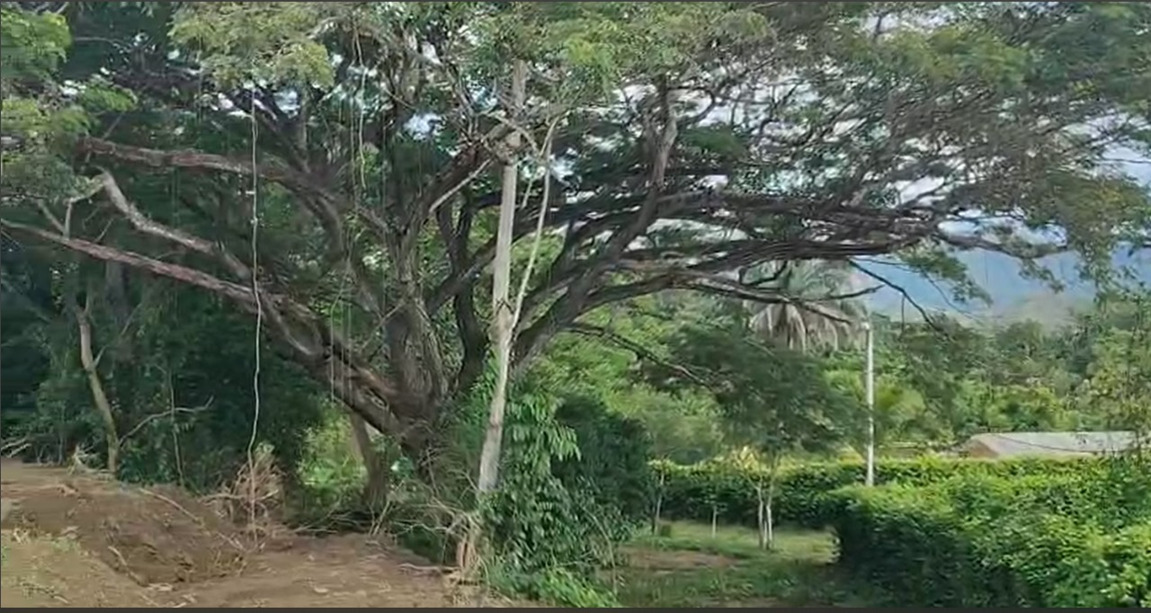 LA OLOCHE